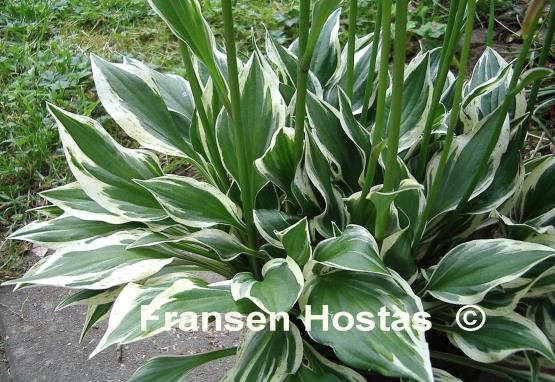 Hosta Lakeside Zinger